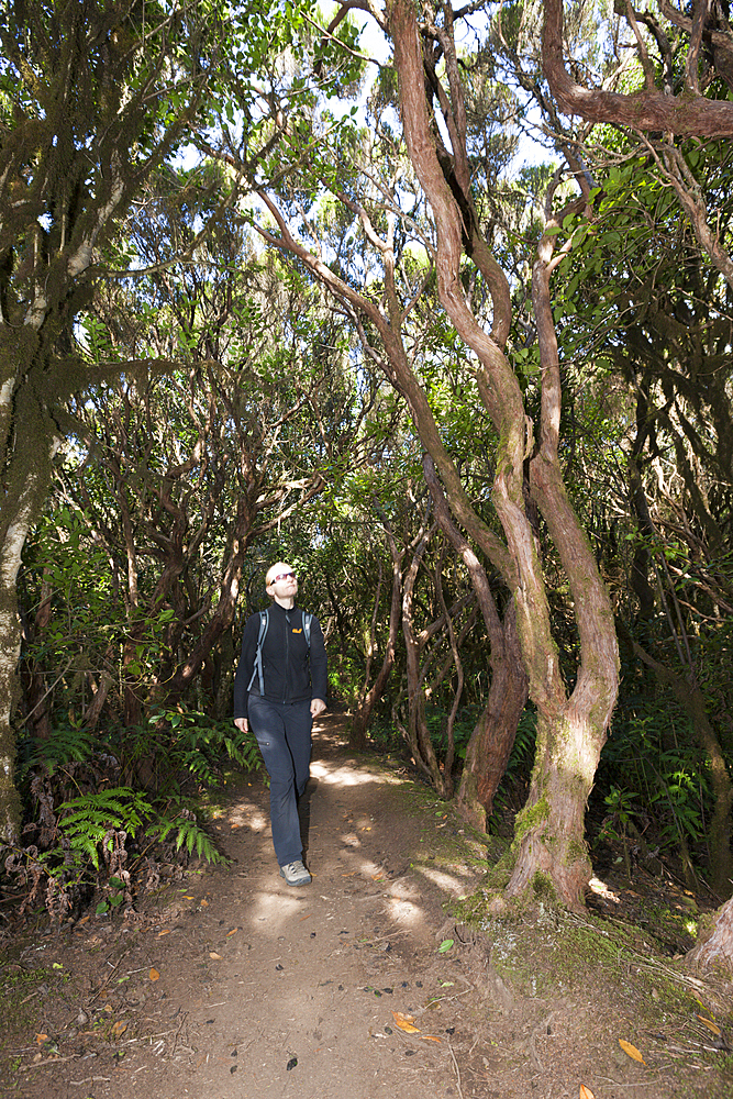 Walking in Laurel Cloud Forest of Anaga Mountains, Tenerife, Canary Islands, Spain