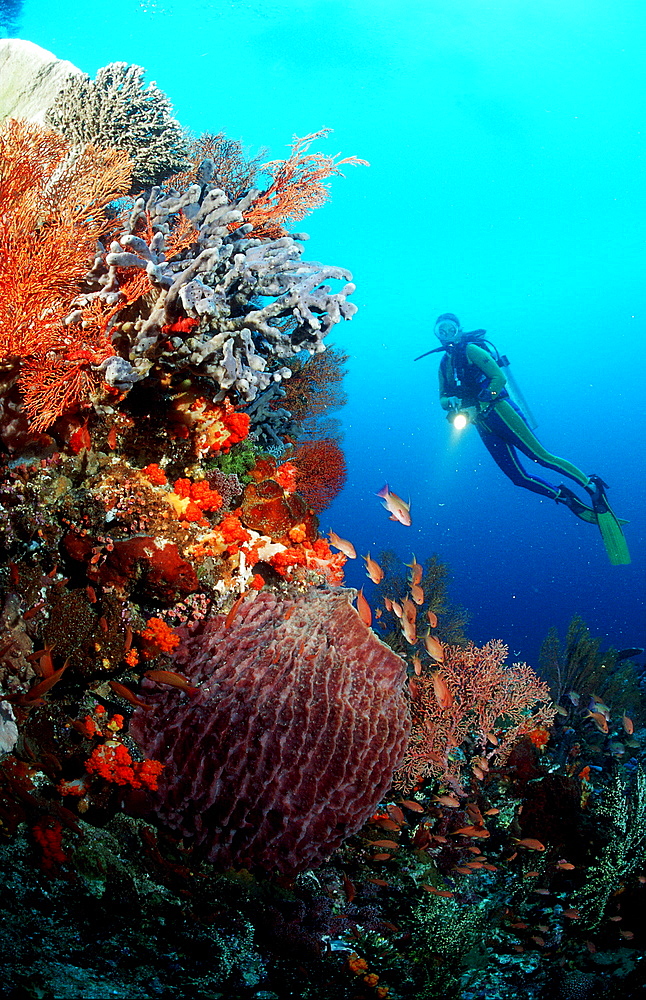 Scuba diver and coral reef, Indonesia, Indian Ocean, Komodo National Park