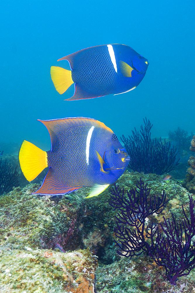 King Angelfish, Holocanthus passer, Cabo Pulmo Marine National Park, Baja California Sur, Mexico