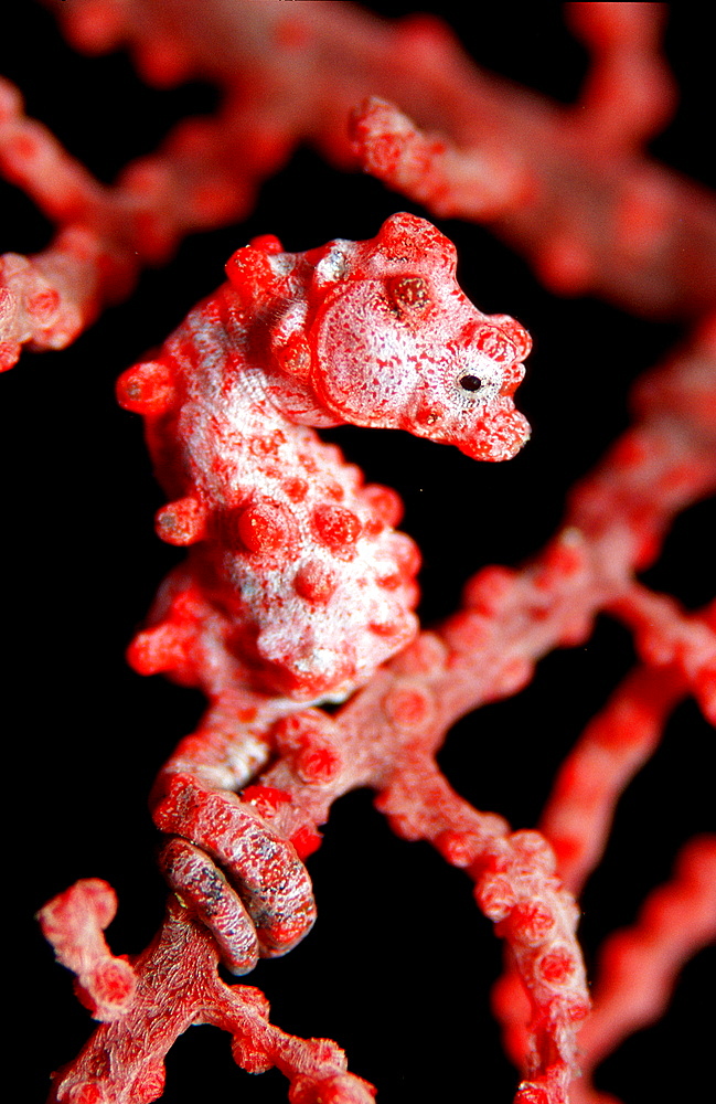 pygmy seahorse, Hippocampus bargibanti, Papua New Guinea, Pacific ocean