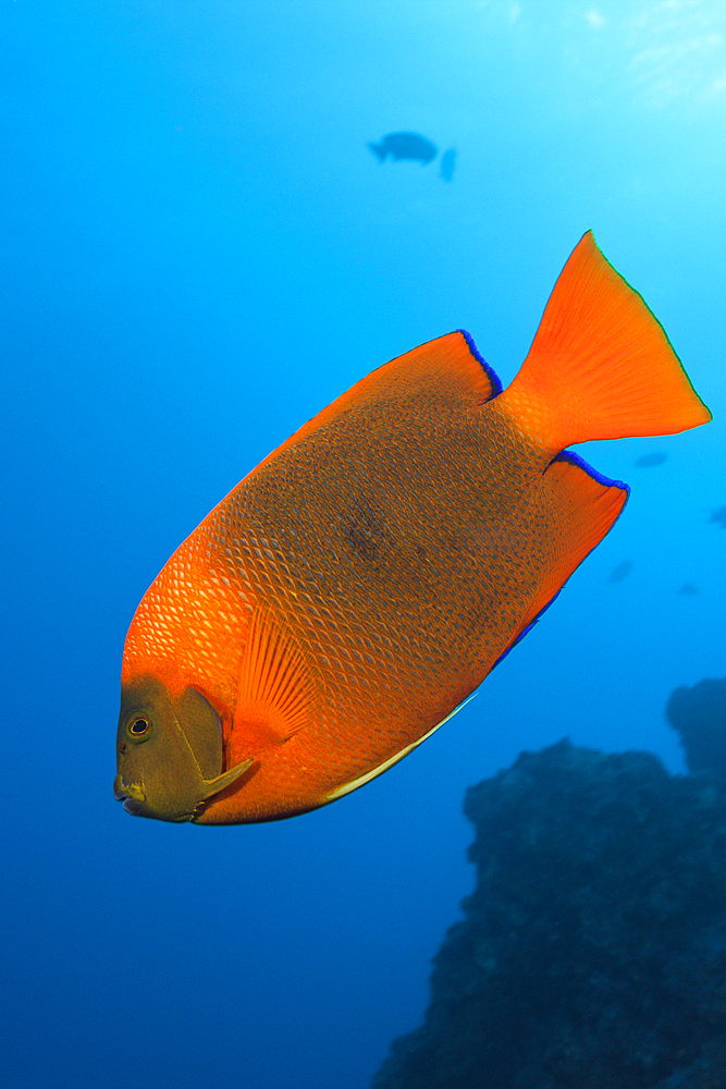 Clarion Angelfish, Holacanthus clarionensis, San Benedicto, Revillagigedo Islands, Mexico