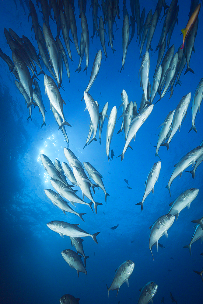 Shoal of Bigeye Trevally, Caranx sexfasciatus, Roca Partida, Revillagigedo Islands, Mexico