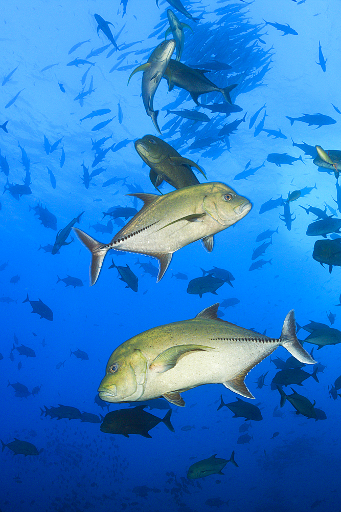 Black Trevally, Caranx lugubris, San Benedicto, Revillagigedo Islands, Mexico