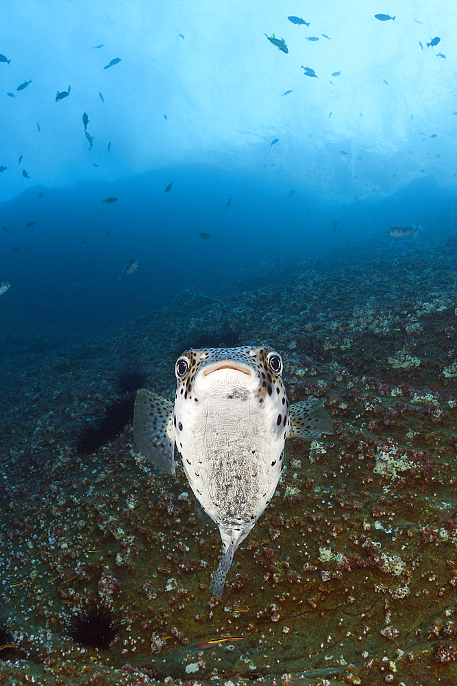 Common Porcupinefish, Diodon hystrix, San Benedicto, Revillagigedo Islands, Mexico