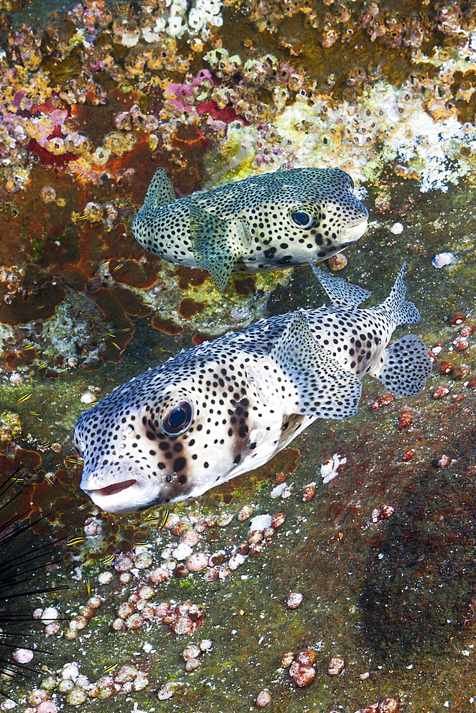 Common Porcupinefish, Diodon hystrix, San Benedicto, Revillagigedo Islands, Mexico