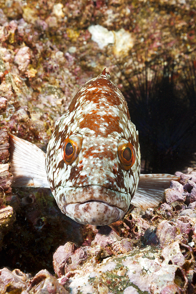 Starry Grouper, Epinephelus labriformis, Socorro, Revillagigedo Islands, Mexico