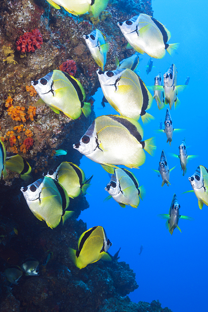 Shoal of Barberfish, Johnrandallia nigrirostris, San Benedicto, Revillagigedo Islands, Mexico