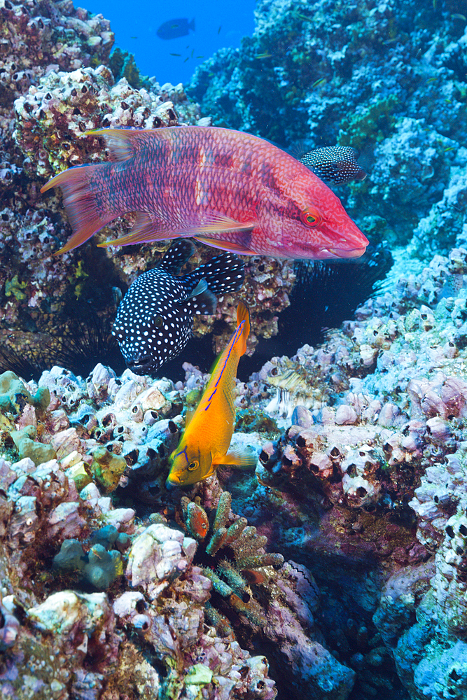 Mexican Hogfish, Clarion Angelfish and Guineafowl Puffer, Bodianus diplotaenia, Holacanthus clarionensis, Arothron meleagris, San Benedicto, Revillagigedo Islands, Mexico