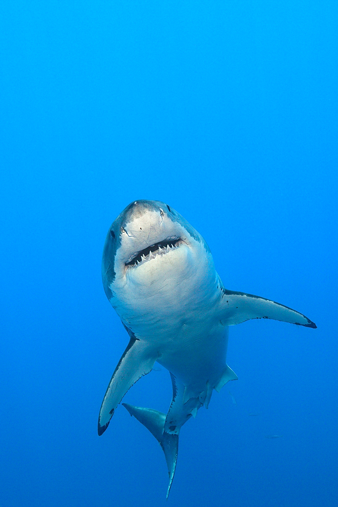 Great White Shark, Carcharodon carcharias, Guadalupe Island, Mexico