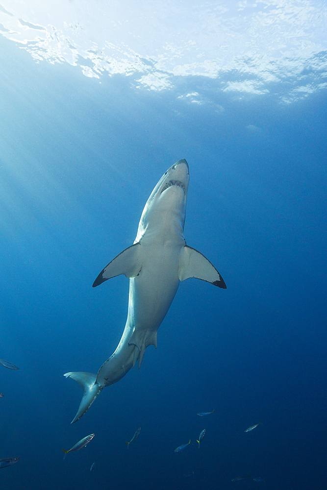 Great White Shark, Carcharodon carcharias, Guadalupe Island, Mexico