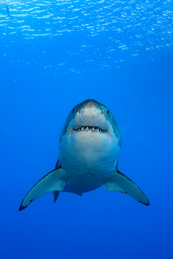 Great White Shark, Carcharodon carcharias, Guadalupe Island, Mexico