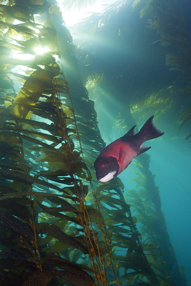 California Sheephead Wrasse, Semicossyphus pulcher, Cedros Island, Mexico