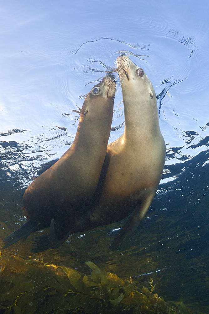 California Sea Lion, Zalophus californianus, Cedros Island, Mexico