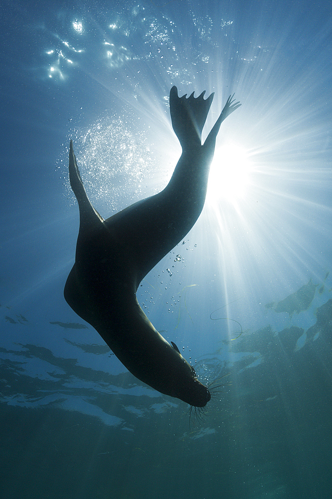 California Sea Lion, Zalophus californianus, Cedros Island, Mexico