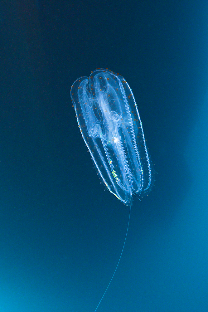 Comb Jellyfish, Ctenphora, Guadalupe Island, Mexico