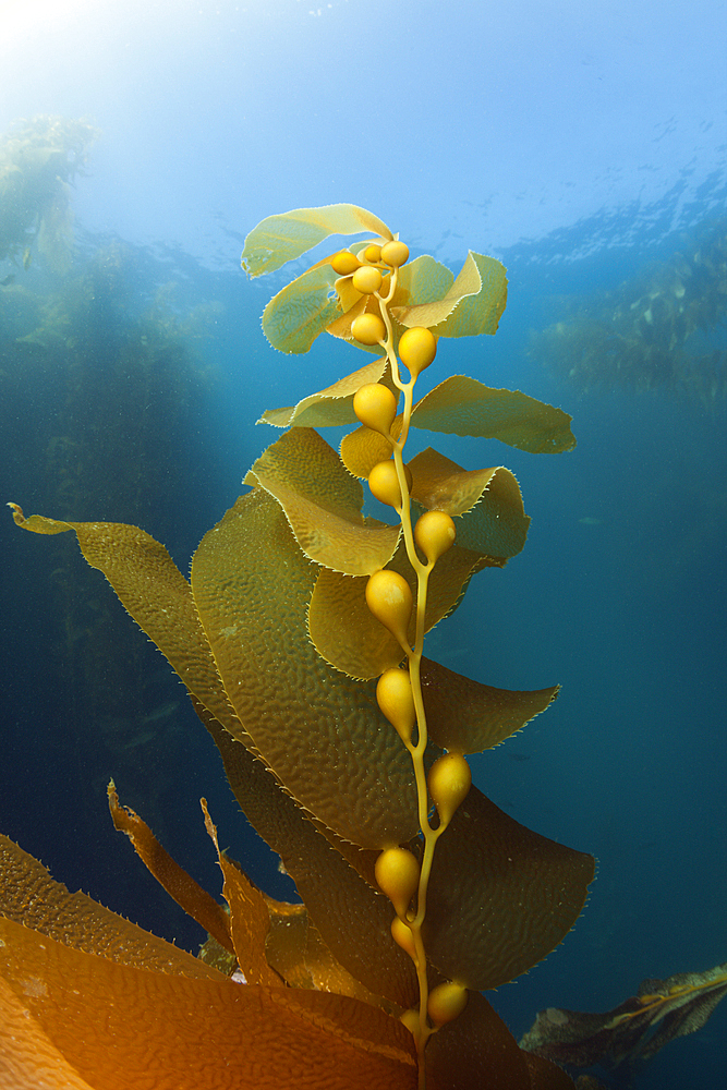 Kelp Forest Giant Kelp, Macrocystis pyrifera, San Benito Island, Mexico