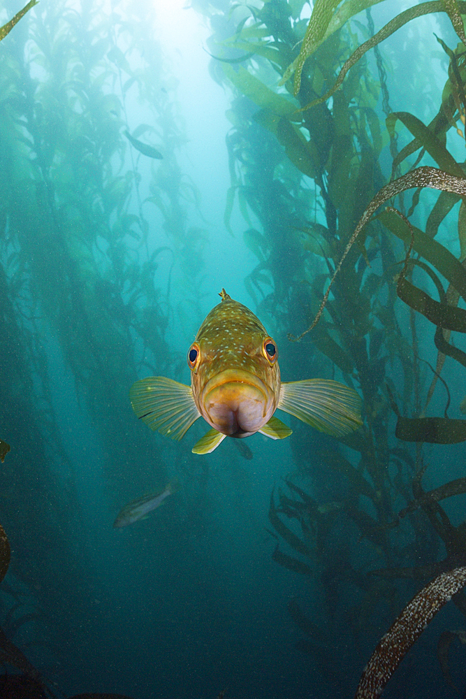 Kelp Bass in Kelp Forest, Paralabrax clathratus, San Benito Island, Mexico