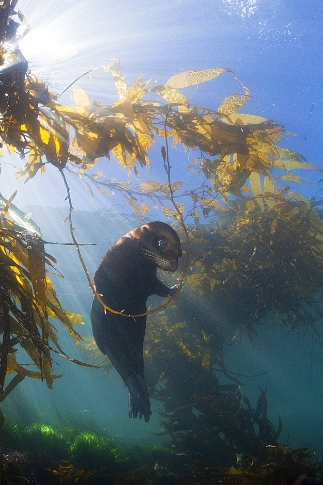 California Sea Lion in Kelp Forest, Zalophus californianus, San Benito Island, Mexico