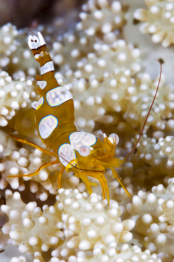 Squat Shrimp, Thor amboinensis, Triton Bay, West Papua, Indonesia