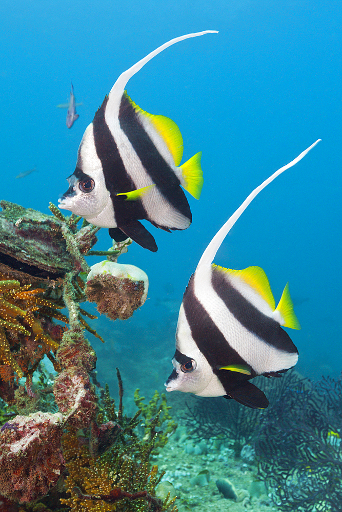 Pair of Longfin Bannerfish, Heniochus acuminatus, Triton Bay, West Papua, Indonesia