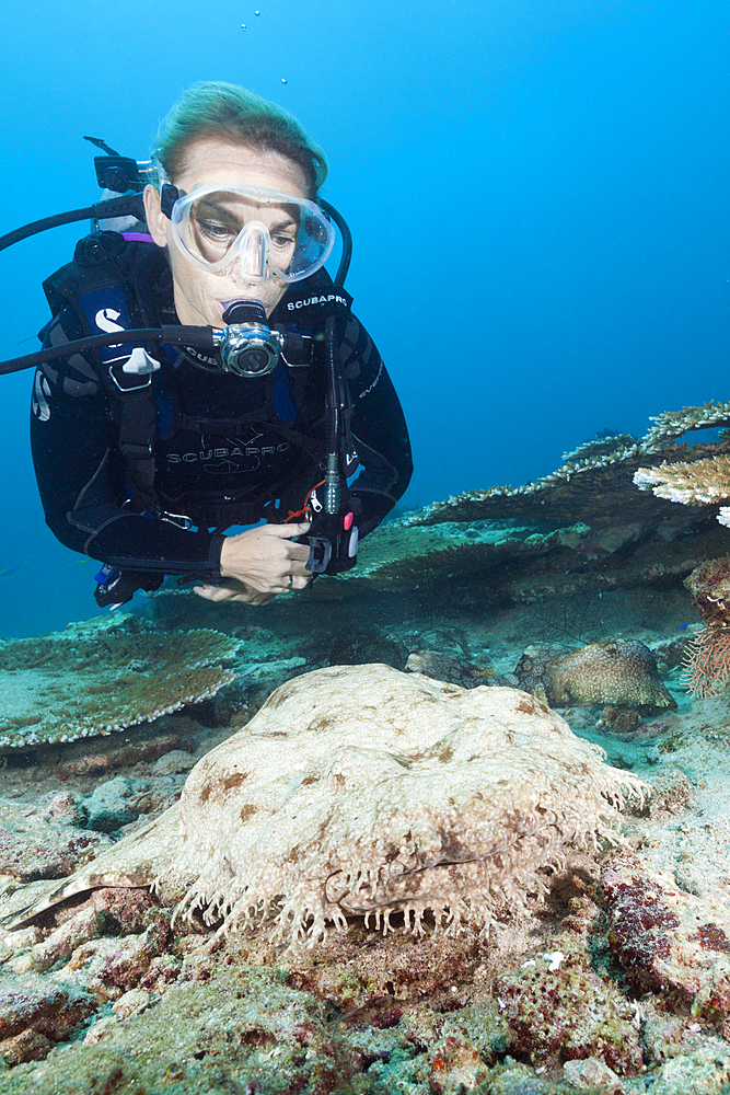 Scuba Diver and Tasseled Wobbegong, Eucrossorhinchus dasypogon, Triton Bay, West Papua, Indonesia