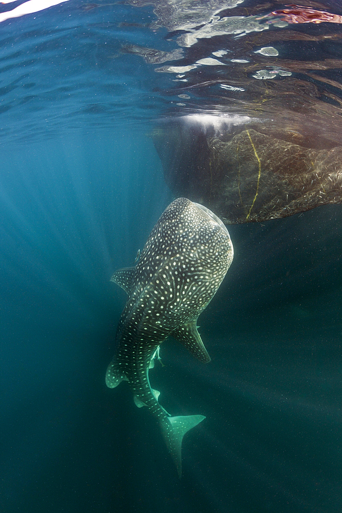 Feeding Whale Shark, Rhincodon typus, Triton Bay, West Papua, Indonesia