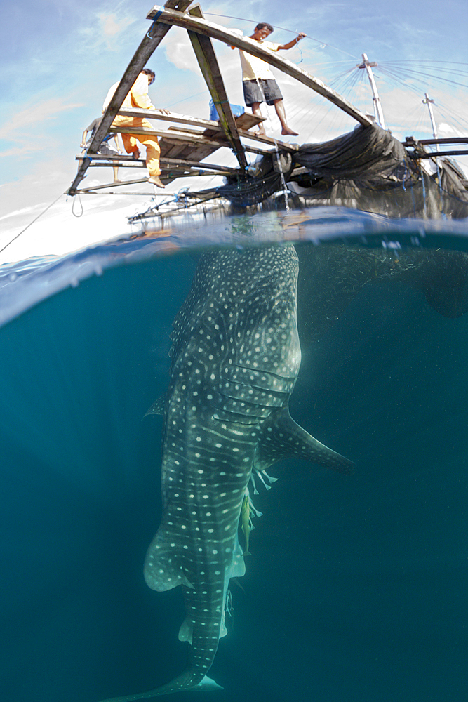 Fisherman feeds Whale Shark, Rhincodon typus, Triton Bay, West Papua, Indonesia