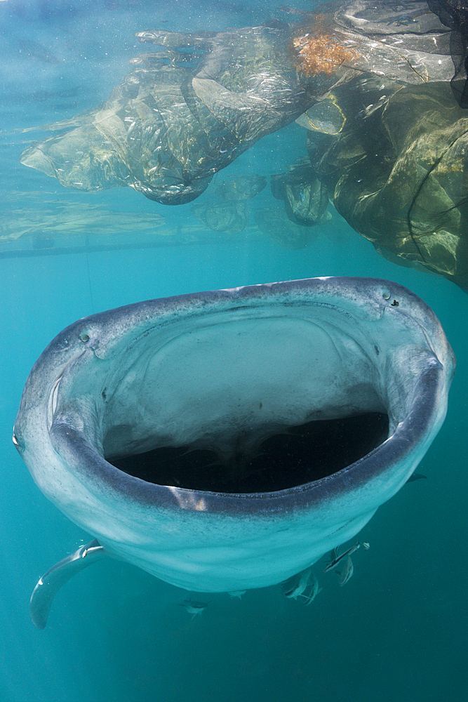 Feeding Whale Shark, Rhincodon typus, Triton Bay, West Papua, Indonesia