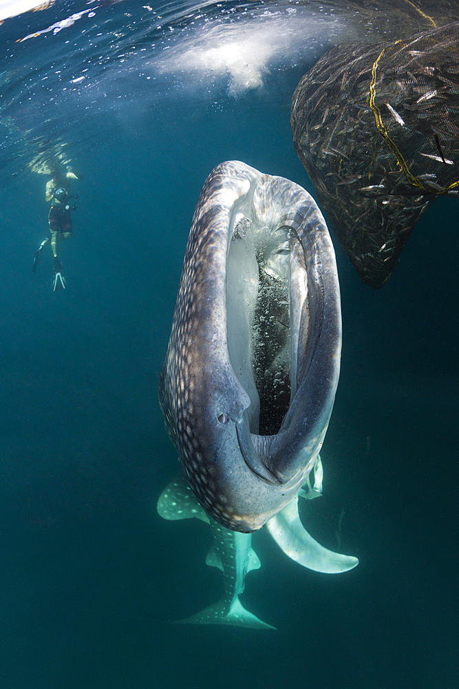 Feeding Whale Shark, Rhincodon typus, Triton Bay, West Papua, Indonesia