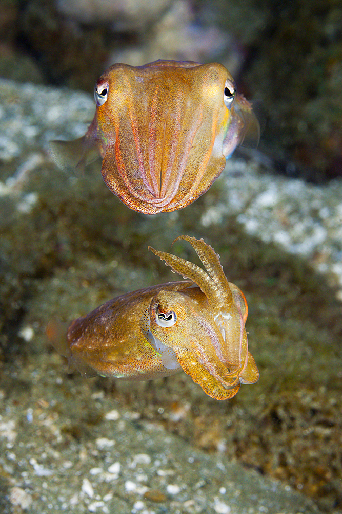 Courtship Display of Cuttlefish, Sepia sp., Ambon, Moluccas, Indonesia