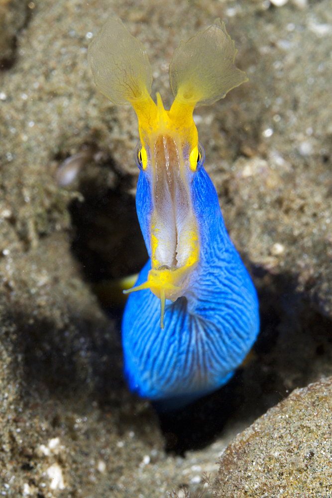 Ribbon Eel, Rhinomuraena quaesita, Ambon, Moluccas, Indonesia