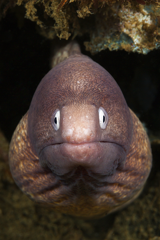 White-eyed Moray, Sidera prosopeion, Ambon, Moluccas, Indonesia