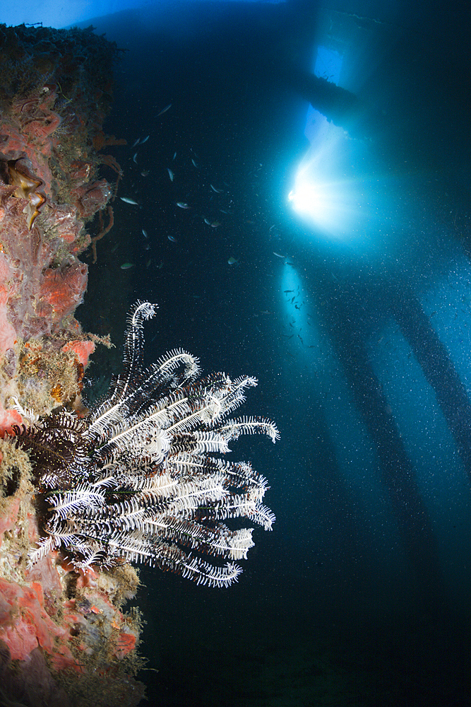 Crinoid under a Jetty, Comanthina sp., Ambon, Moluccas, Indonesia