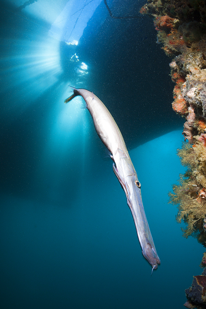 Trumpetfish under a Jetty, Aulostomus chinensis, Ambon, Moluccas, Indonesia