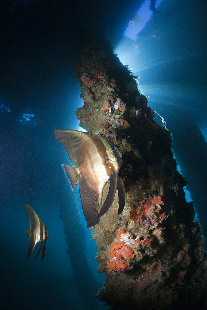 Golden Batfish under a Jetty, Platax boersii, Ambon, Moluccas, Indonesia