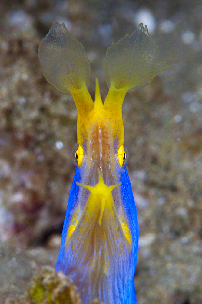 Ribbon Eel, Rhinomuraena quaesita, Ambon, Moluccas, Indonesia