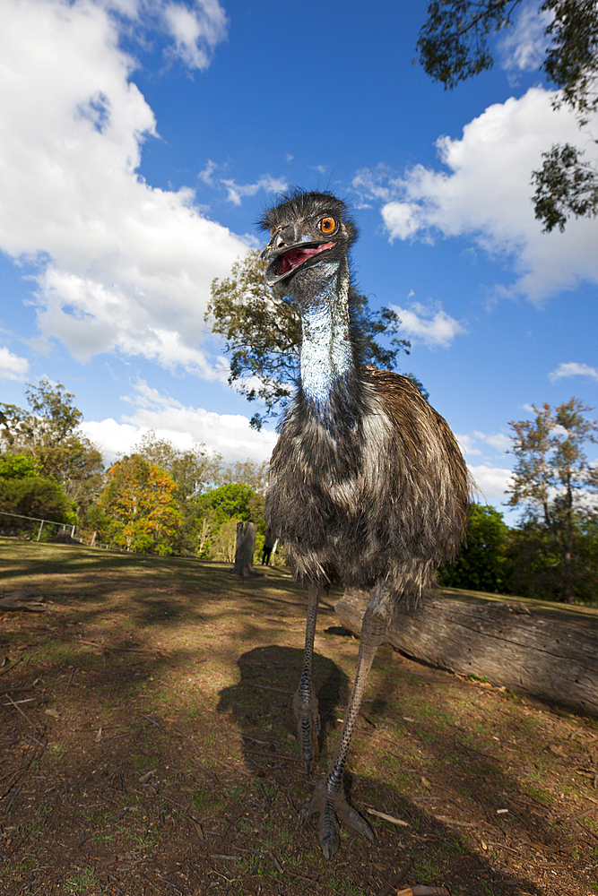 Emu, Dromaius novaehollandiae, Brisbane, Australia