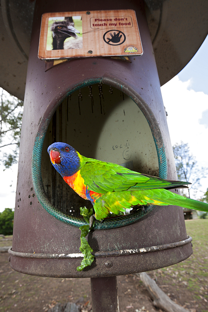 Rainbow Lorikeet, Trichoglossus haematodus moluccanus, Brisbane, Australia