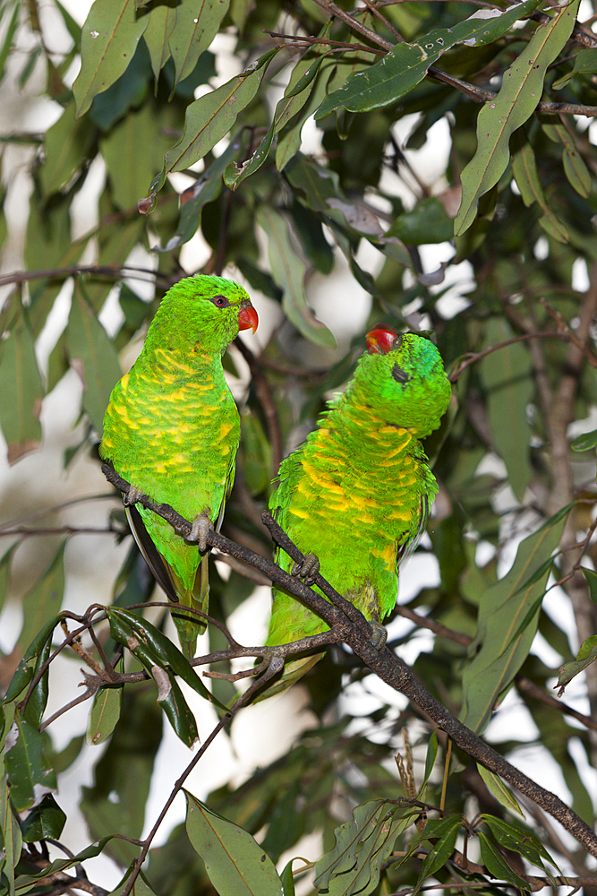 Scaly-breasted Lorikeet, Trichoglossus chlorolepidotus, Brisbane, Australia