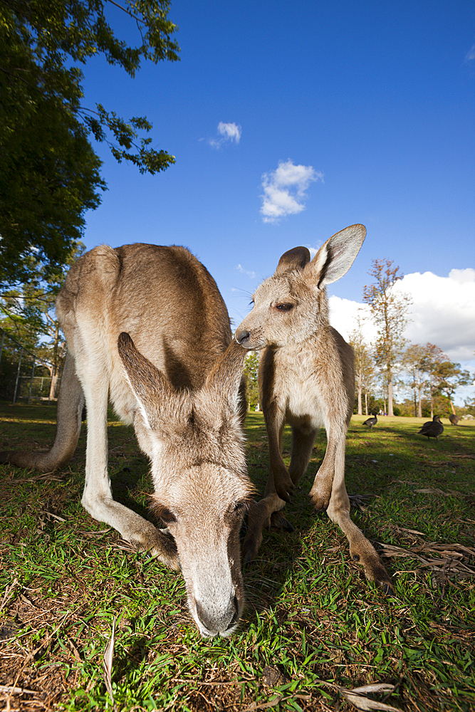 Eastern Grey Kangaroo, Macropus giganteus, Brisbane, Australia