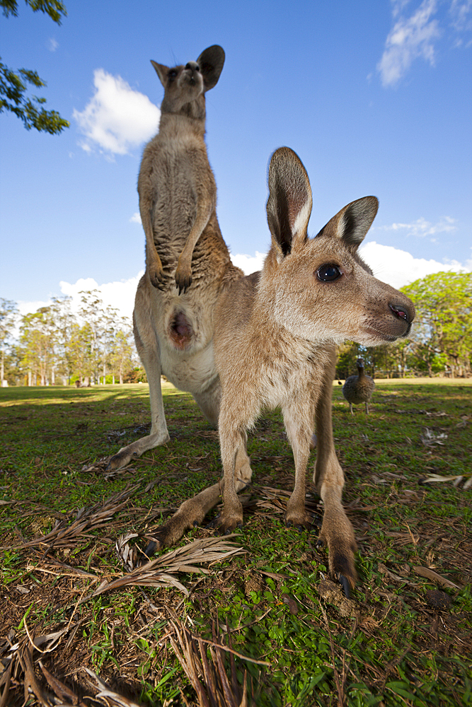 Eastern Grey Kangaroo, Macropus giganteus, Brisbane, Australia