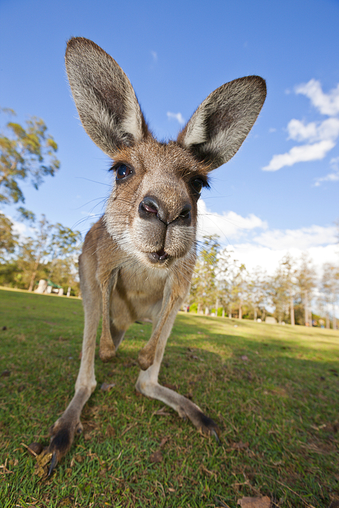 Eastern Grey Kangaroo, Macropus giganteus, Brisbane, Australia