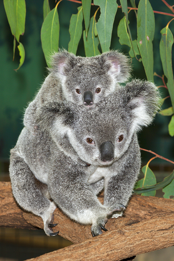 Koala, Mother and Joey, Phascolarctos cinereus, Brisbane, Australia