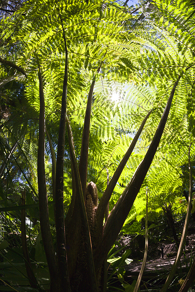 Tree Fern in City Botanic Garden, Cyatheales, Brisbane, Australia