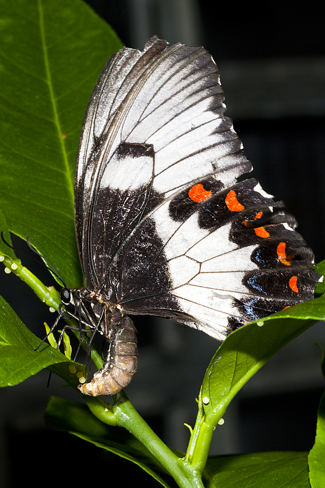 Female Orchard Butterfly, Papilio aegeus aegeus, Queensland, Australia