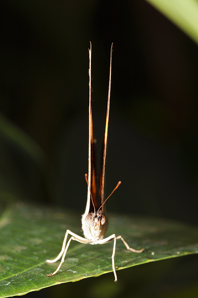 The Cruiser Butterfly, Vindula arsinoe, Queensland, Australia