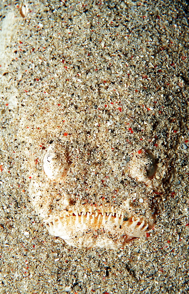 Marbled stargazer, Uranoscopus bicinctus, Indonesia, Indian Ocean, Komodo National Park