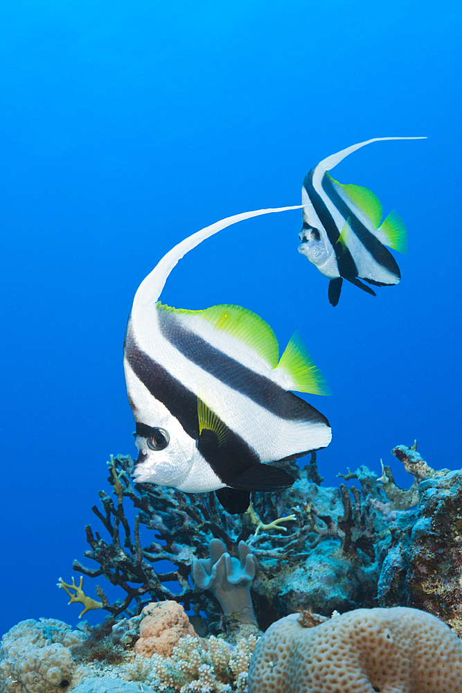 Pair of Longfin Bannerfish, Heniochus acuminatus, Great Barrier Reef, Australia