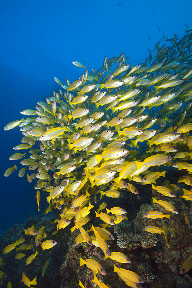 Shoal of Bigeye Snapper and Fivelined Snapper, Lutjanus lutjanus, Great Barrier Reef, Australia