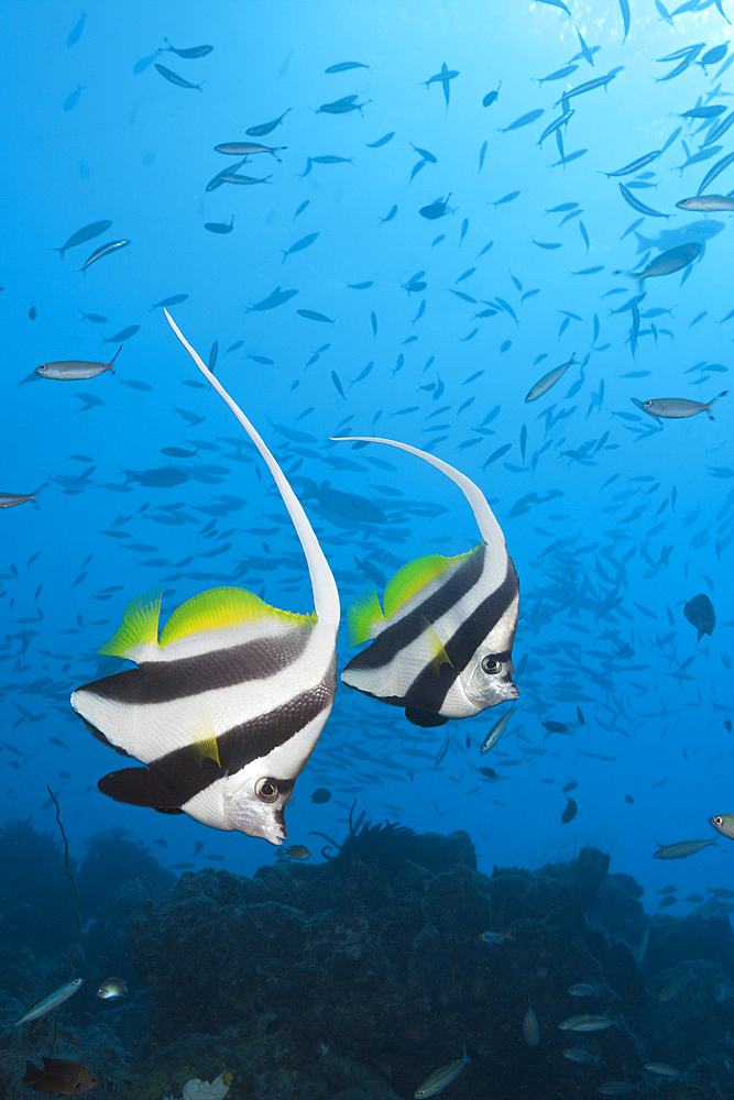 Pair of Longfin Bannerfish, Heniochus acuminatus, Great Barrier Reef, Australia